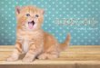 красные британские котята Питомник ILIOS CATS
