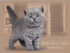 голубые британские котята Питомник ILIOS CATS