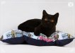 черные британские котята - www.ilioscat.ru