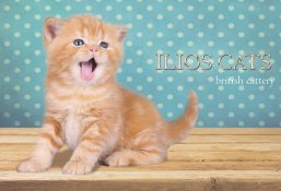 красные британские котята Питомник ILIOS CATS
