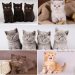 политра окрасов - британские котята Питомник ILIOS CATS