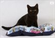 черные британские котята - www.ilioscat.ru