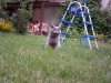 голубой британский кот из Питомника ILIOS CATS