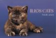 черепаховые британские котята Питомник ILIOS CATS