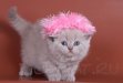 лиловые британские котята Питомник ILIOS CATS